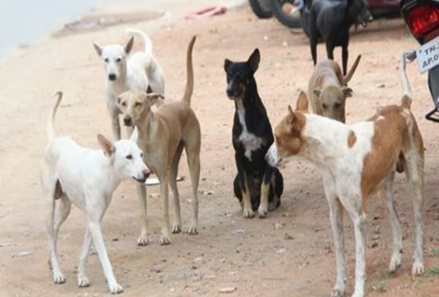 இலங்கையில் நாய்களுக்கு உணவளிப்போருக்கு அரசின் முக்கிய அறிவிப்பு க்குள் வெறிநாய்க்கடி நோயை ஒழிக்க புதிய நடவடிக்கை